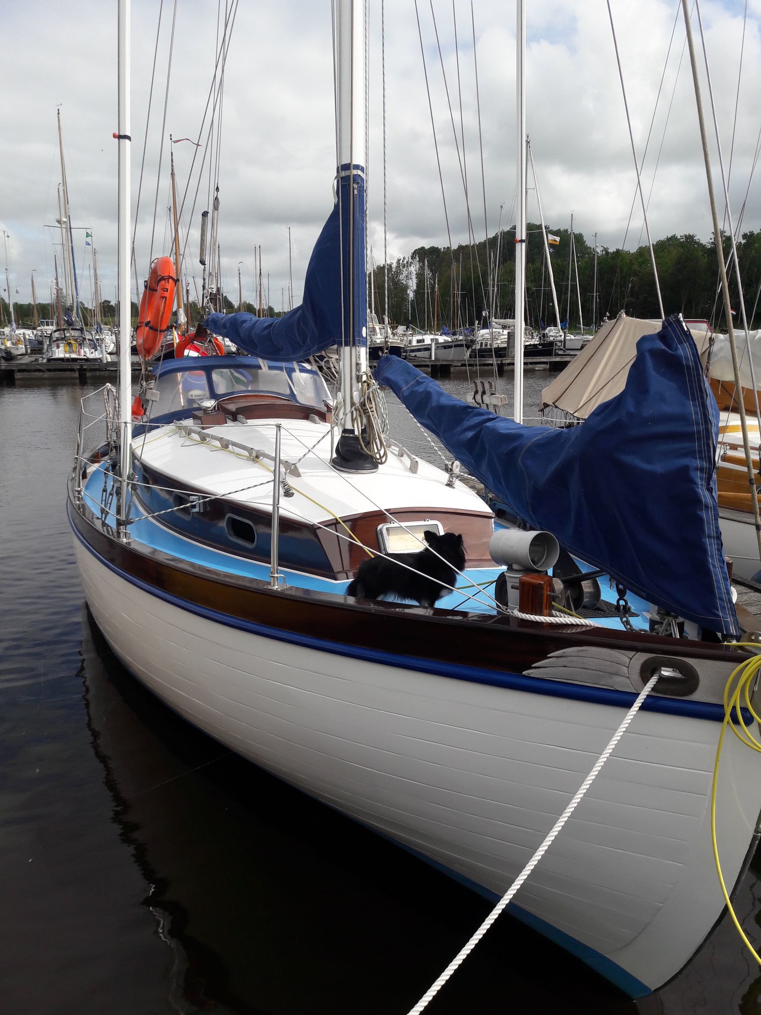 foto: 12 Zweedse Spitsgatter 9.50