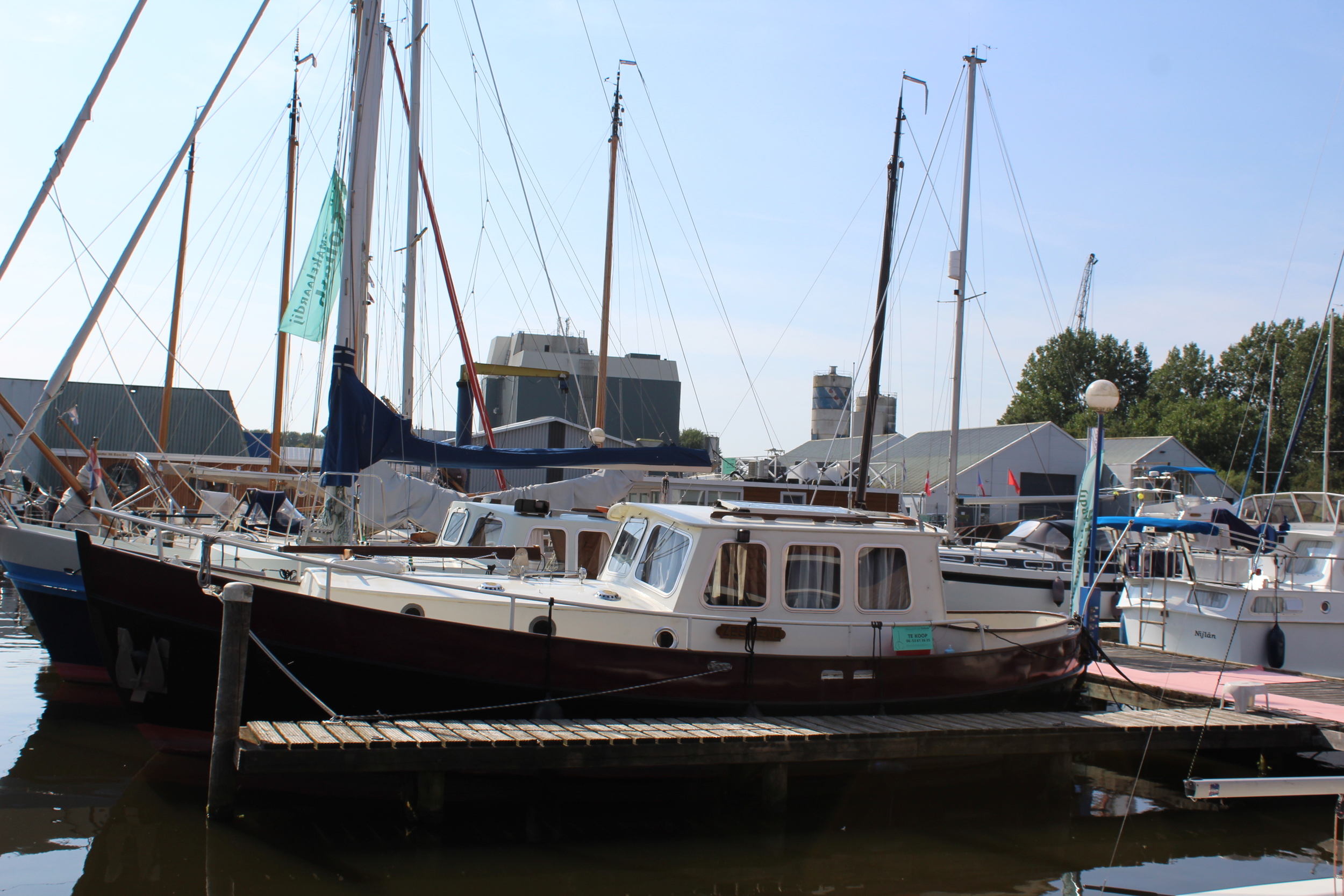 foto: 7 Danish Rose MS 31