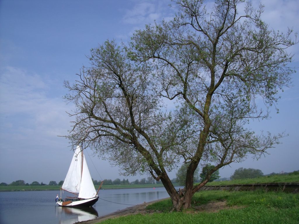 foto: 4 Hoogaars 8.70