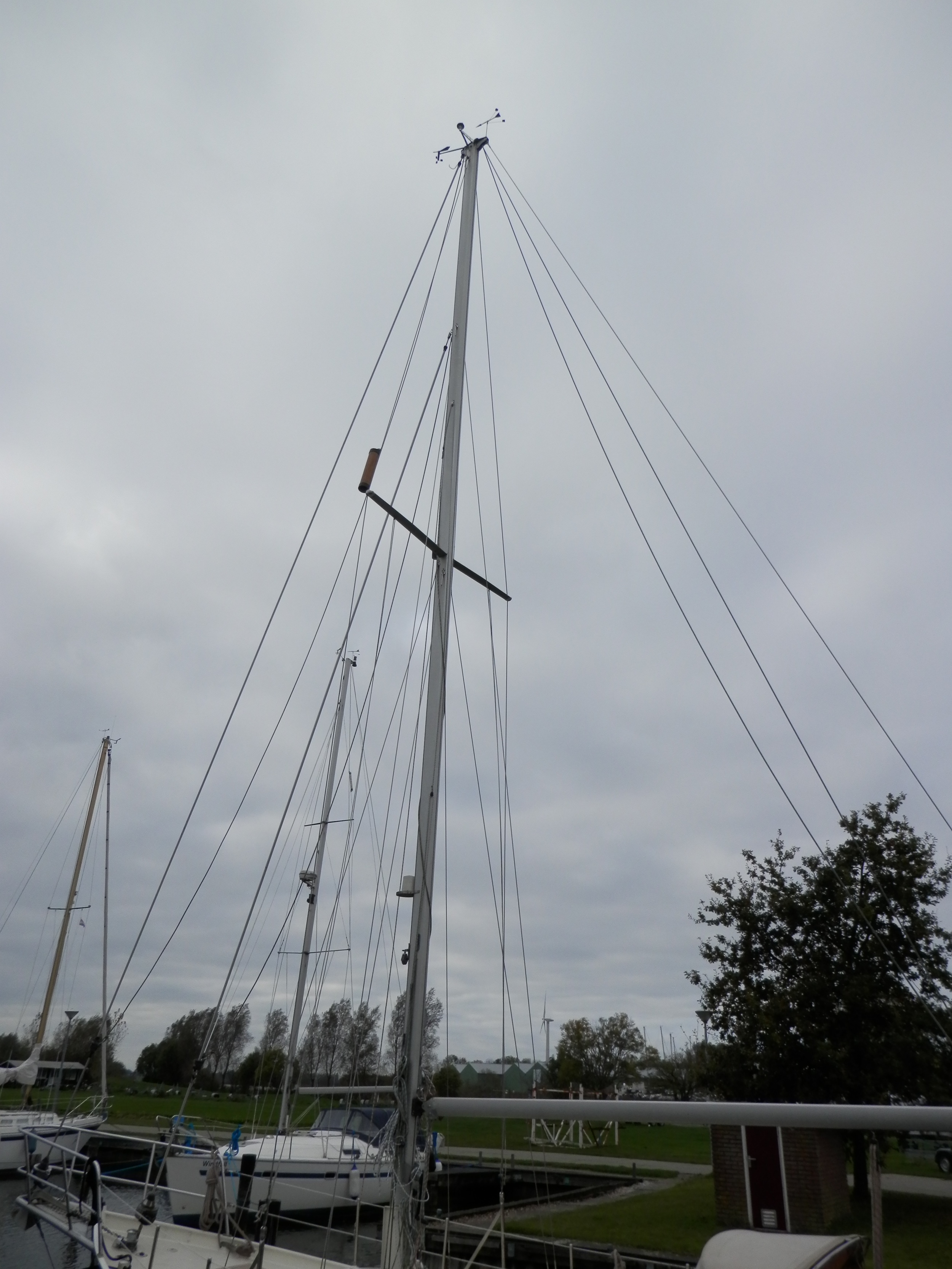 foto: 21 Danish Rose 31