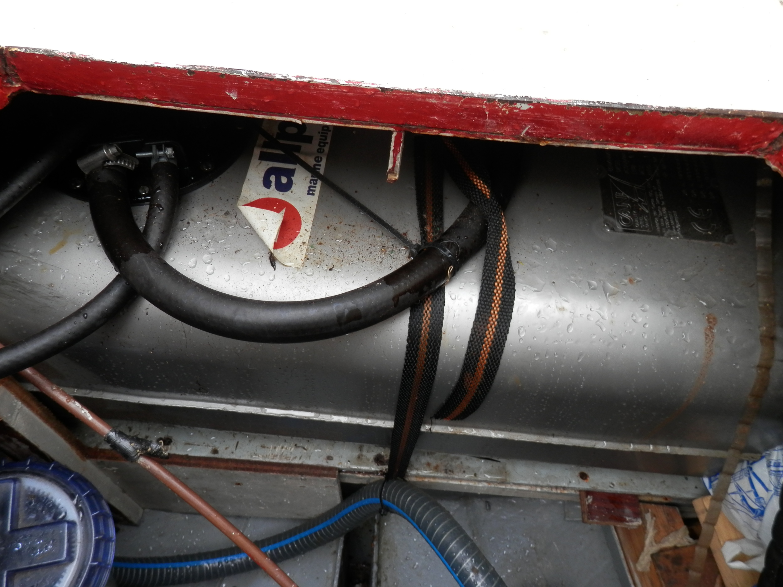 foto: 38 Danish Rose 31