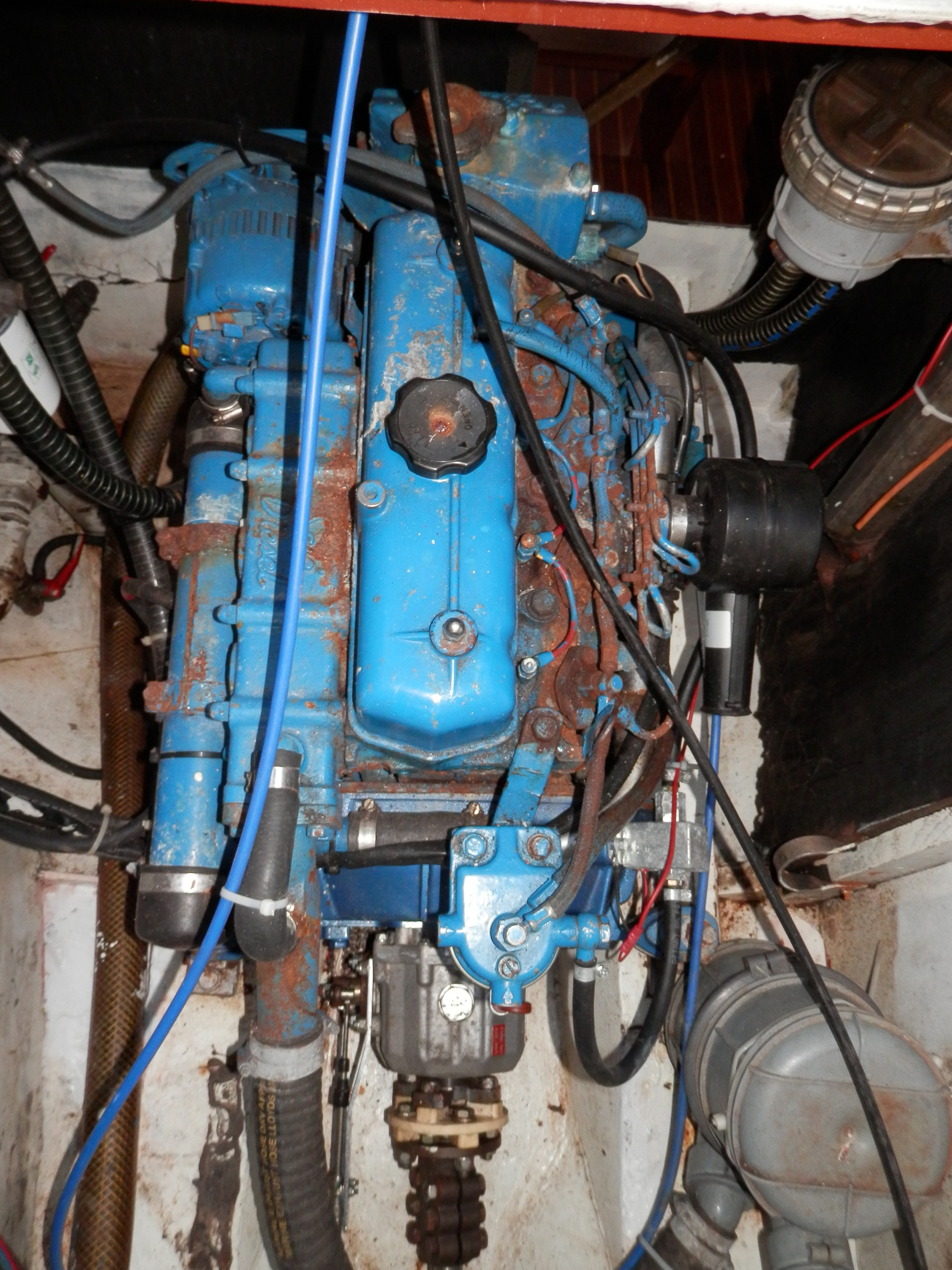 foto: 21 Danish Rose 31